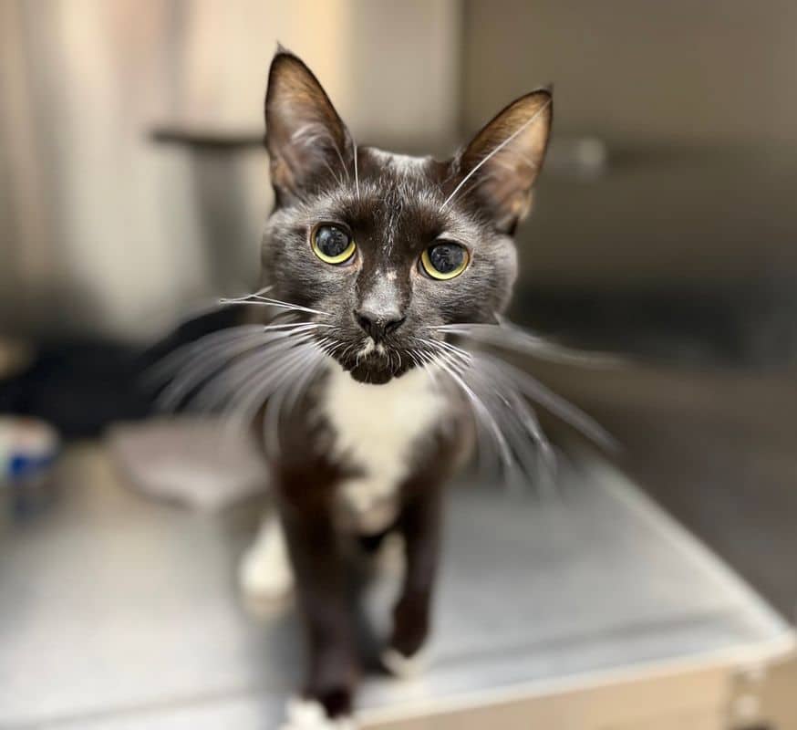 Ming - Domestic Short Hair available for adoption