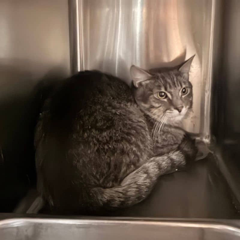 Zeke - Domestic Short Hair available for adoption