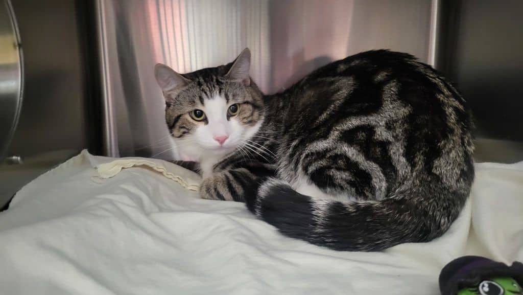 Starsky - Domestic Short Hair available for adoption