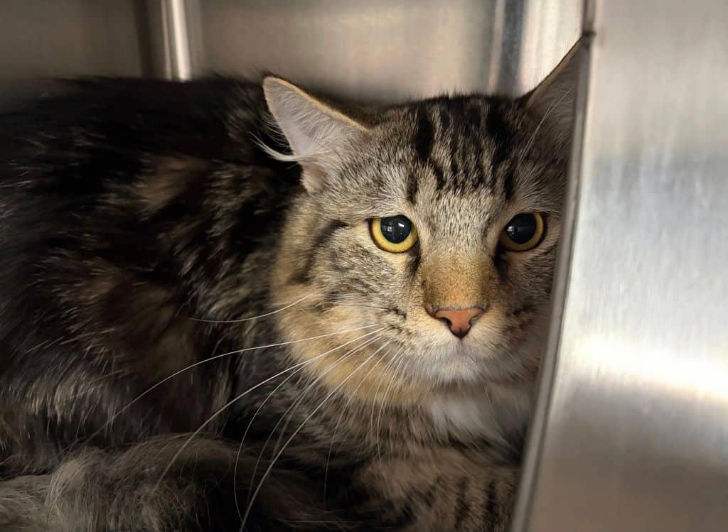 Ernie - Domestic Medium Hair available for adoption