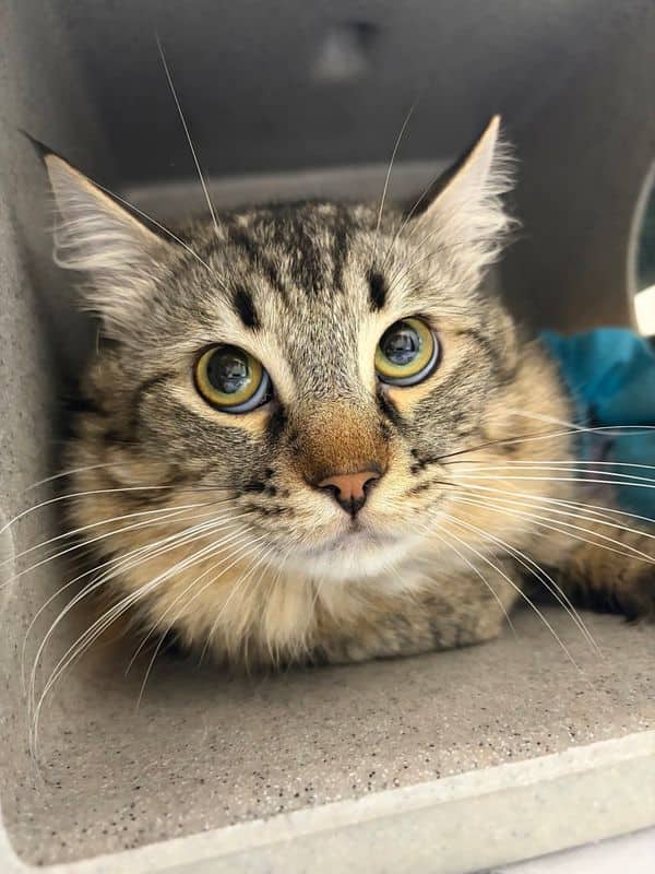Bert - Domestic Short Hair available for adoption
