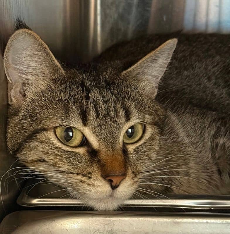 Ginger - Domestic Short Hair cat available for adoption at Edmonton Humane Society in Calgary (1 of 7)