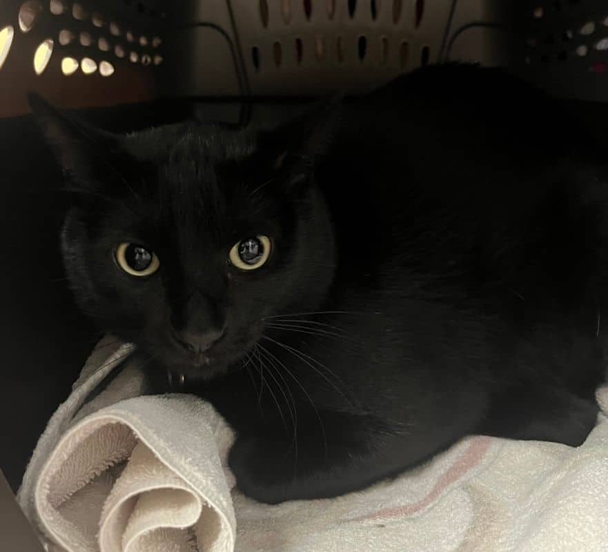 Shadow - Domestic Short Hair available for adoption