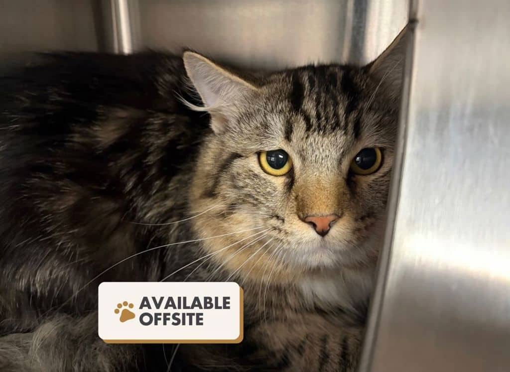 Ernie - Domestic Medium Hair available for adoption