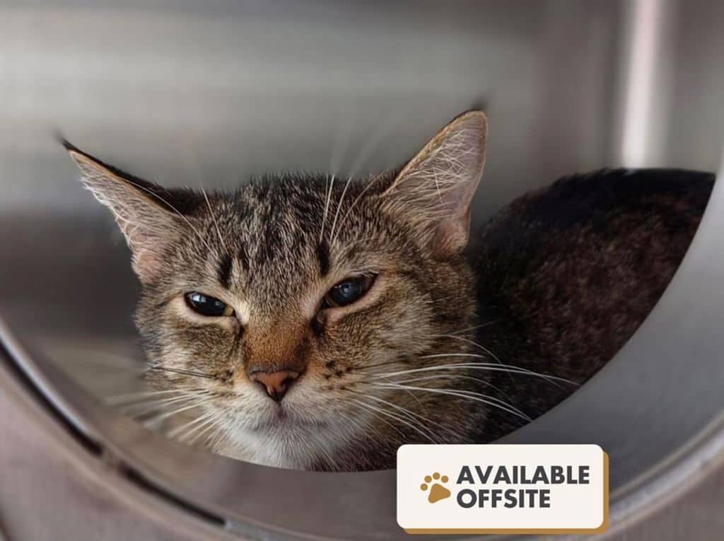 Stitch - Domestic Short Hair cat available for adoption at Edmonton Humane Society in Calgary (1 of 7)