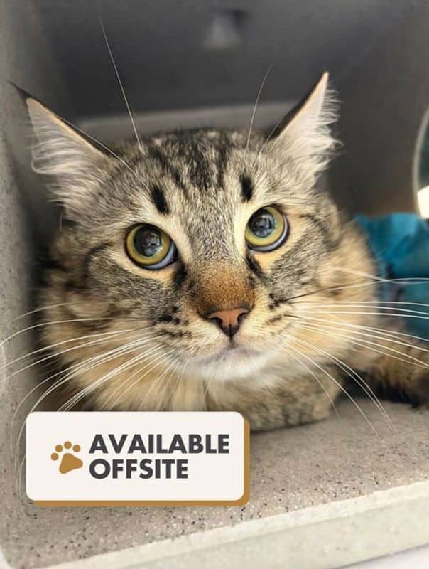 Bert - Domestic Short Hair available for adoption