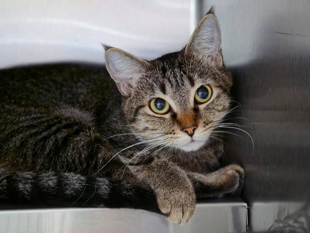 Ginger - Domestic Short Hair available for adoption