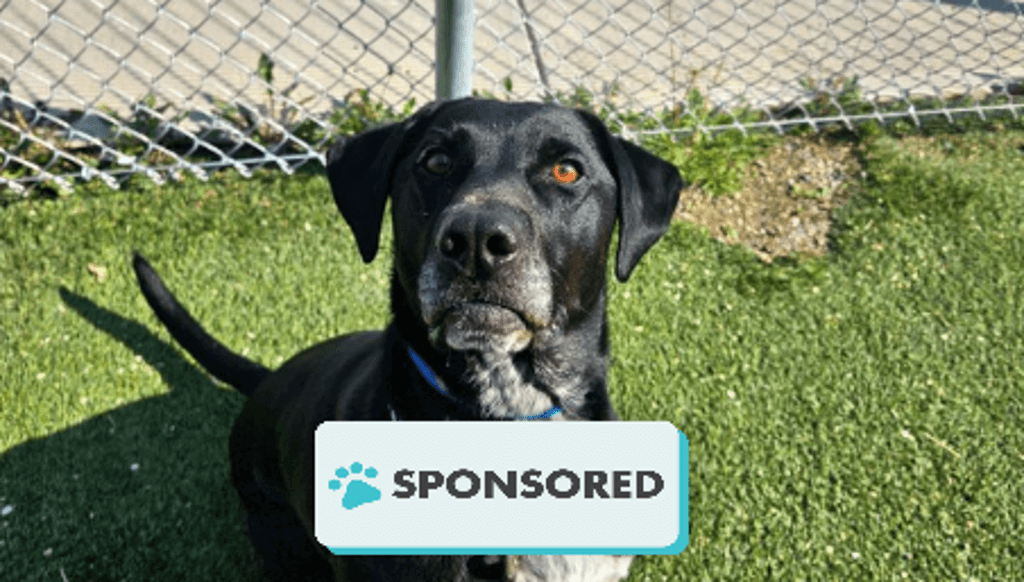 Miko - Labrador Retriever available for adoption
