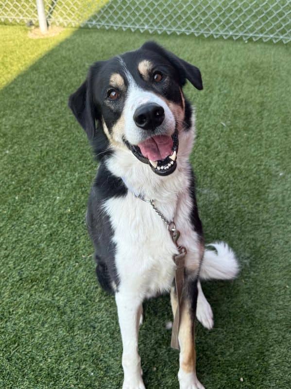 Oreo - Border Collie - Great Pyrenees available for adoption