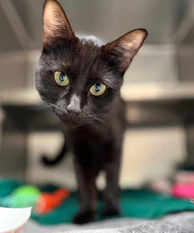 Squirrel - Domestic Short Hair available for adoption