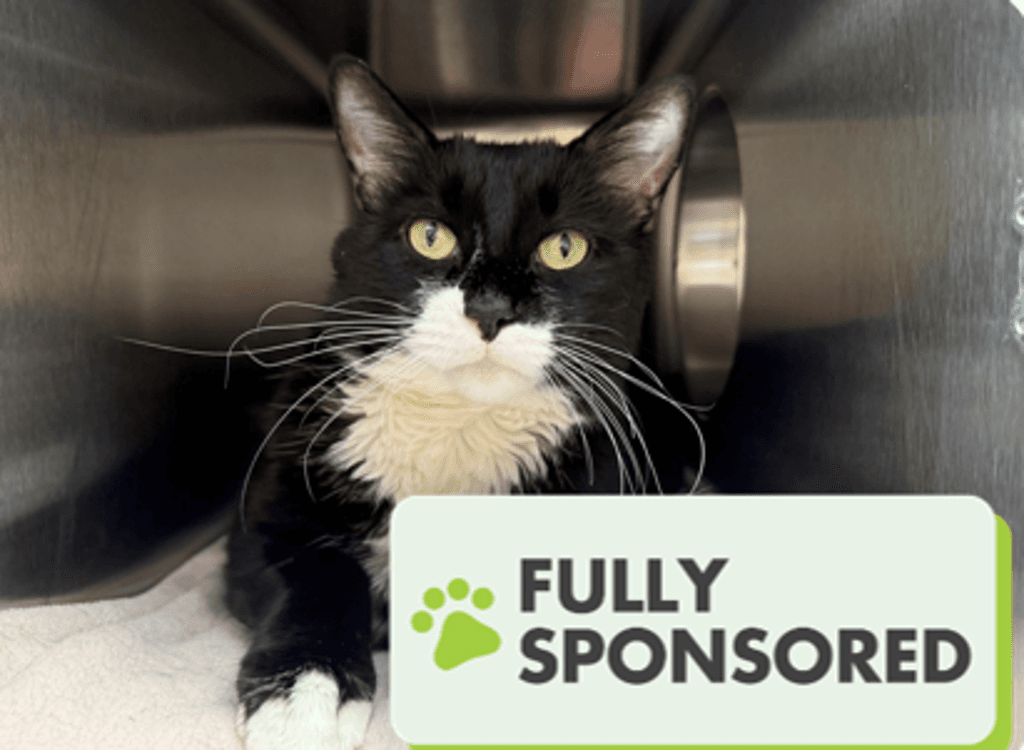 Ben - Domestic Short Hair cat available for adoption in Calgary