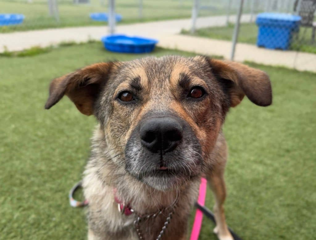 Smiley - Large Cross Breed available for adoption