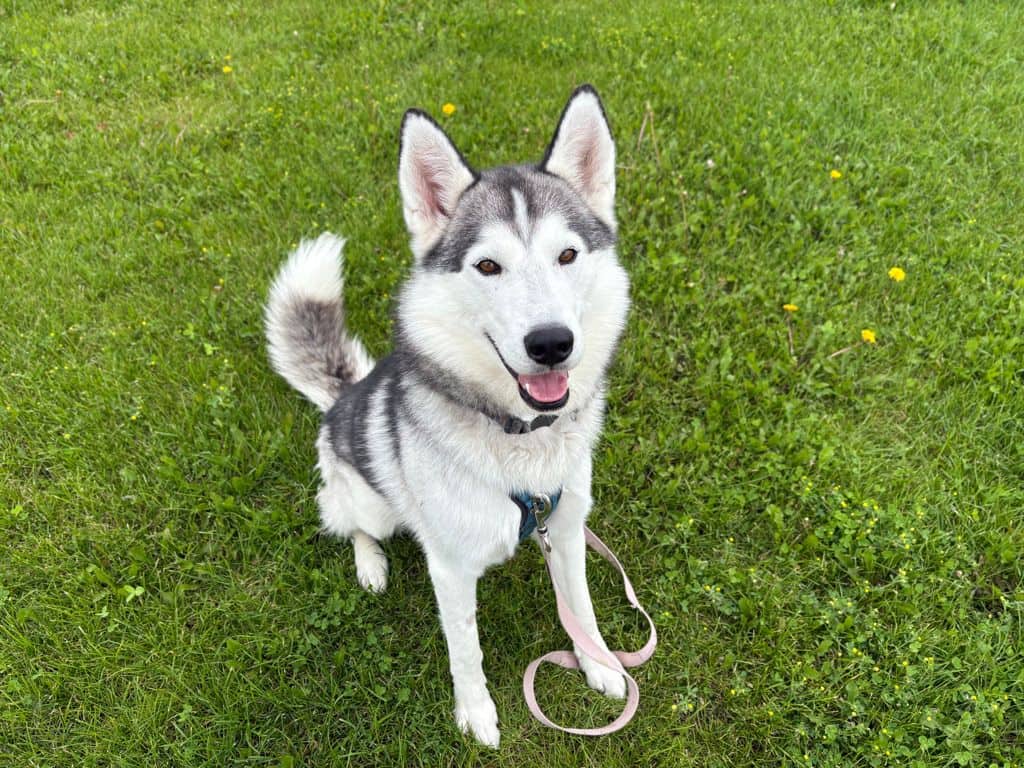 Dash - Siberian Husky available for adoption