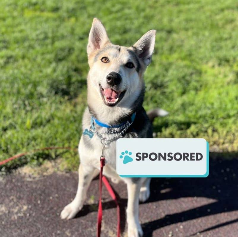 Happy - Shepherd available for adoption