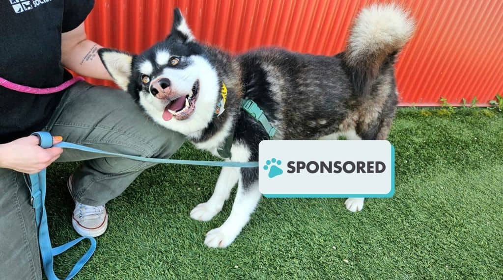 Timber - Siberian Husky available for adoption