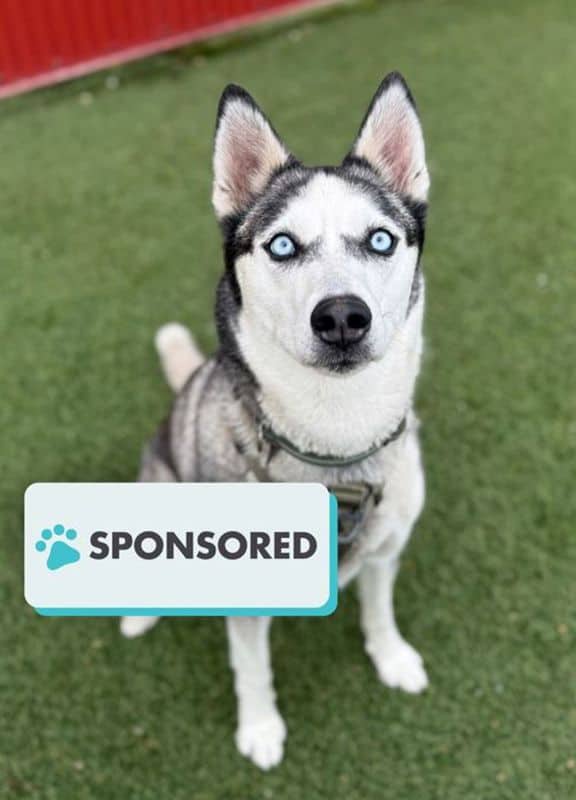 Winter - Siberian Husky available for adoption