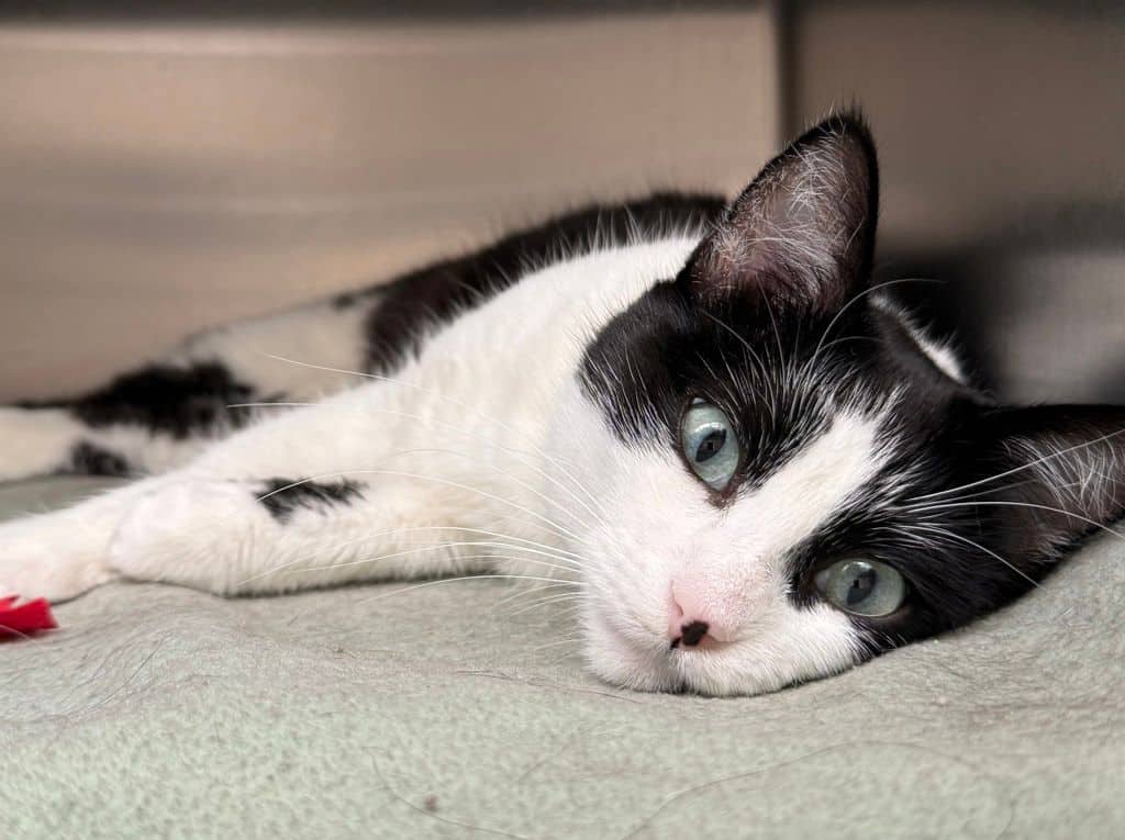 Tami - Domestic Short Hair available for adoption