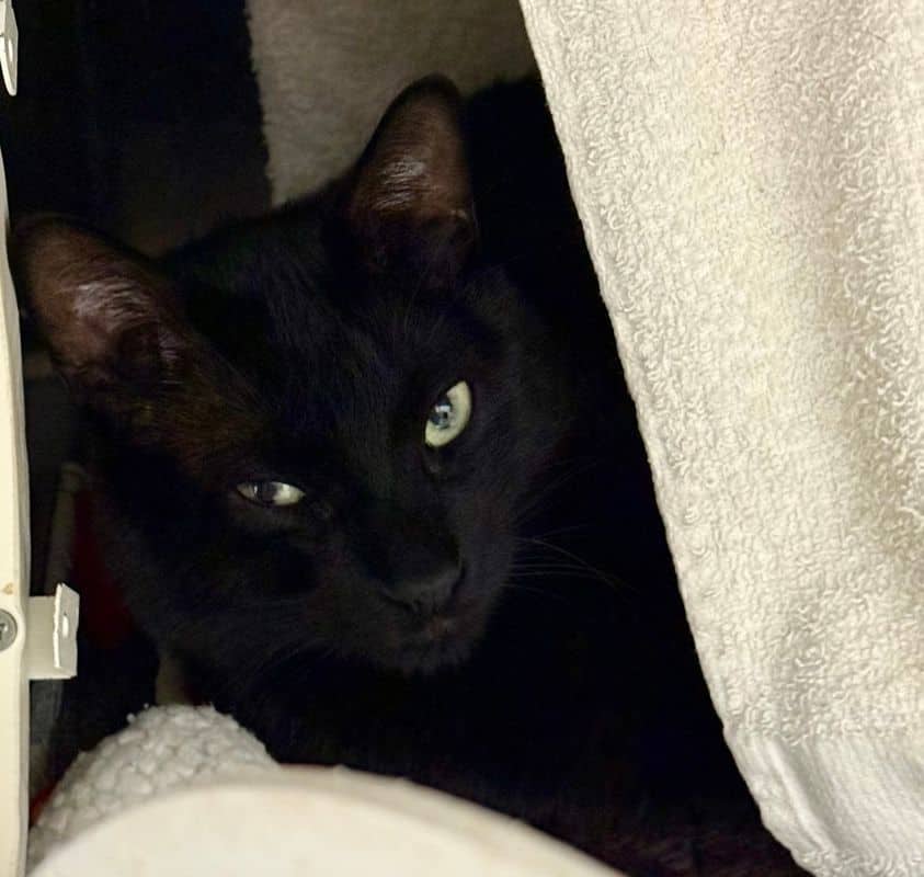 Shadow - Domestic Short Hair available for adoption