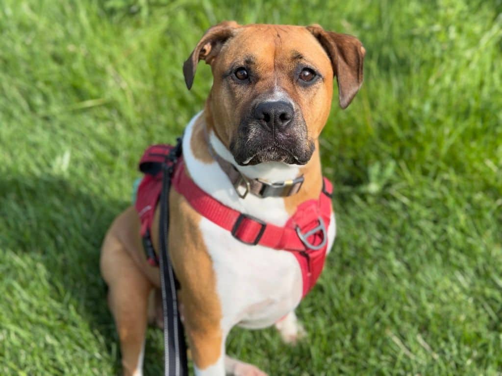 Jelly - Boxer - American Staffordshire Terrier available for adoption