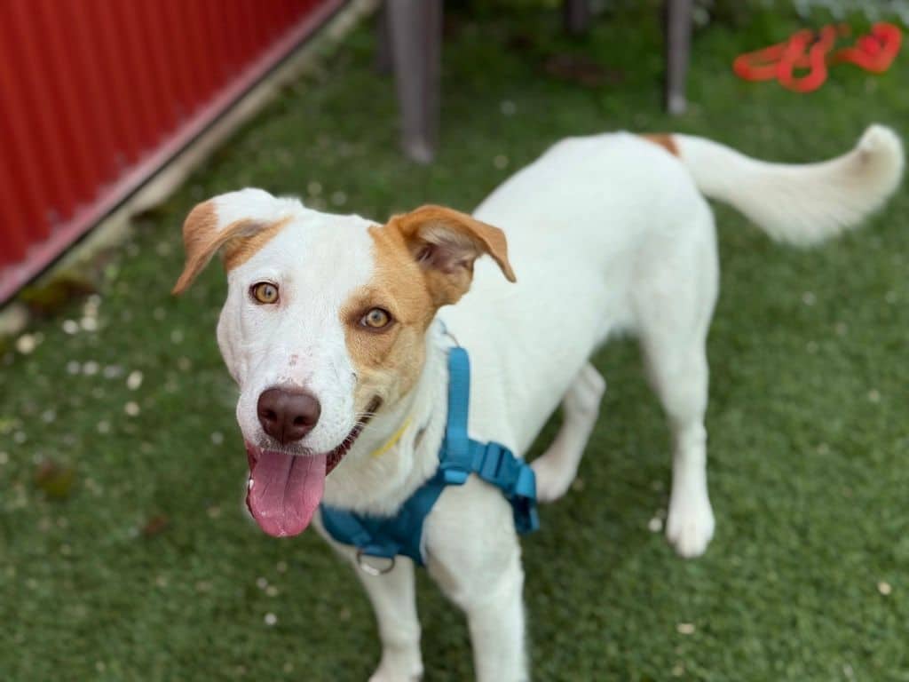 Pacha - Border Collie - Mixed Breed available for adoption