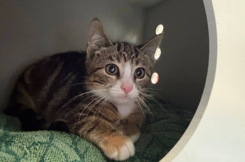 Ghost - Domestic Short Hair available for adoption
