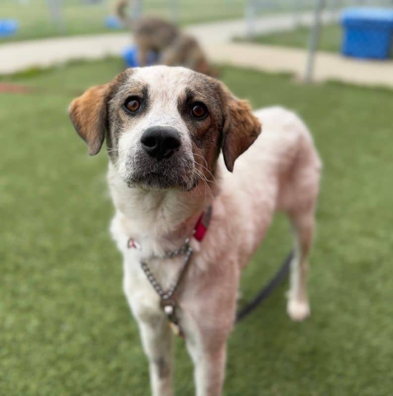 Qtip - Large Cross Breed available for adoption