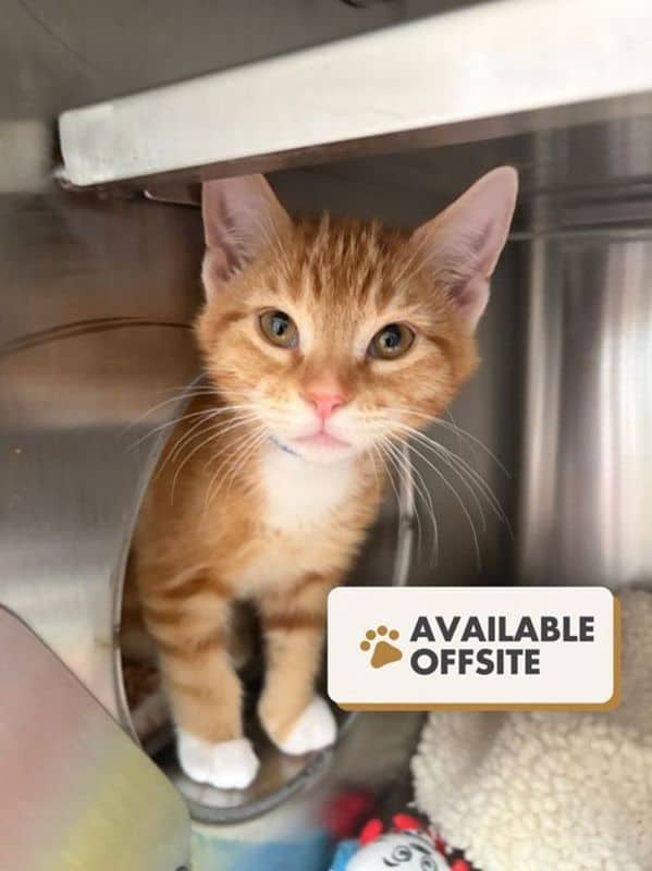 Aemond - Domestic Short Hair available for adoption