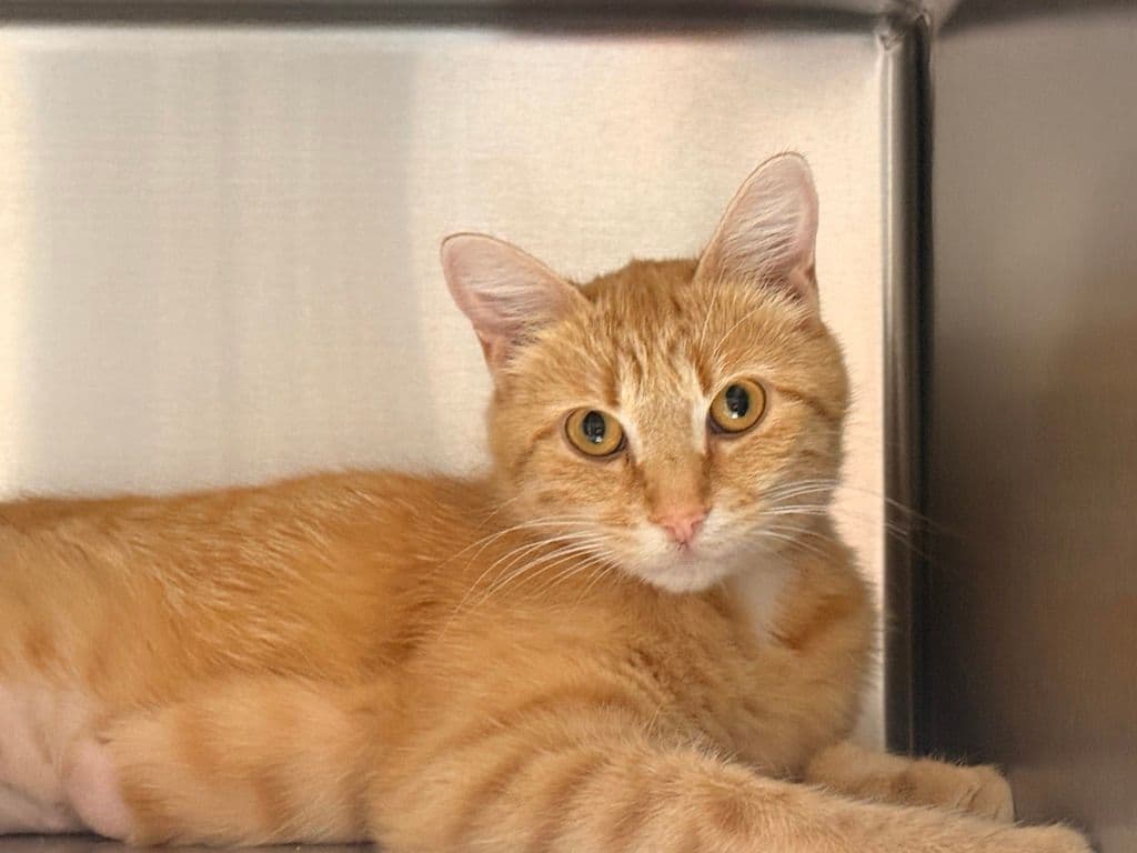 McFlurry - Domestic Short Hair cat available for adoption in Calgary