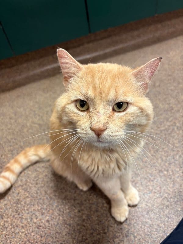 Oli - Domestic Short Hair available for adoption