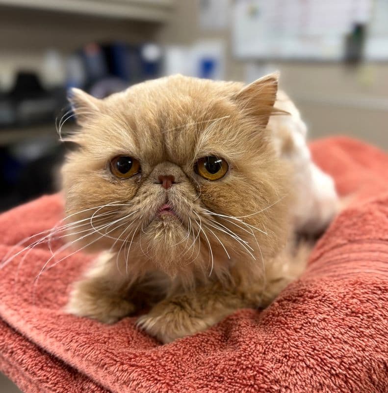 Mushy - Persian cat available for adoption at Edmonton Humane Society in Calgary (1 of 7)