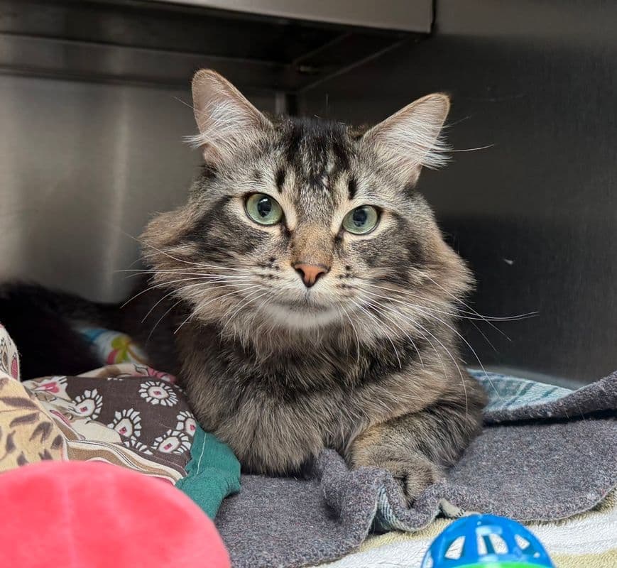 Roly Poly - Domestic Short Hair available for adoption