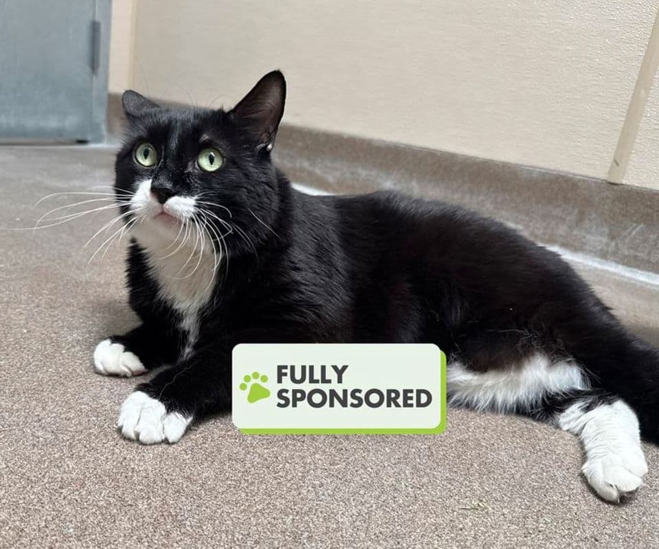 Ben - Domestic Short Hair available for adoption