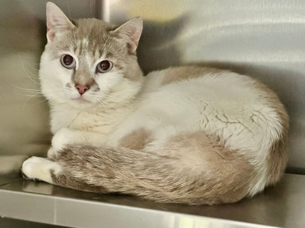 Whiskey - Domestic Short Hair cat available for adoption at Edmonton Humane Society in Calgary