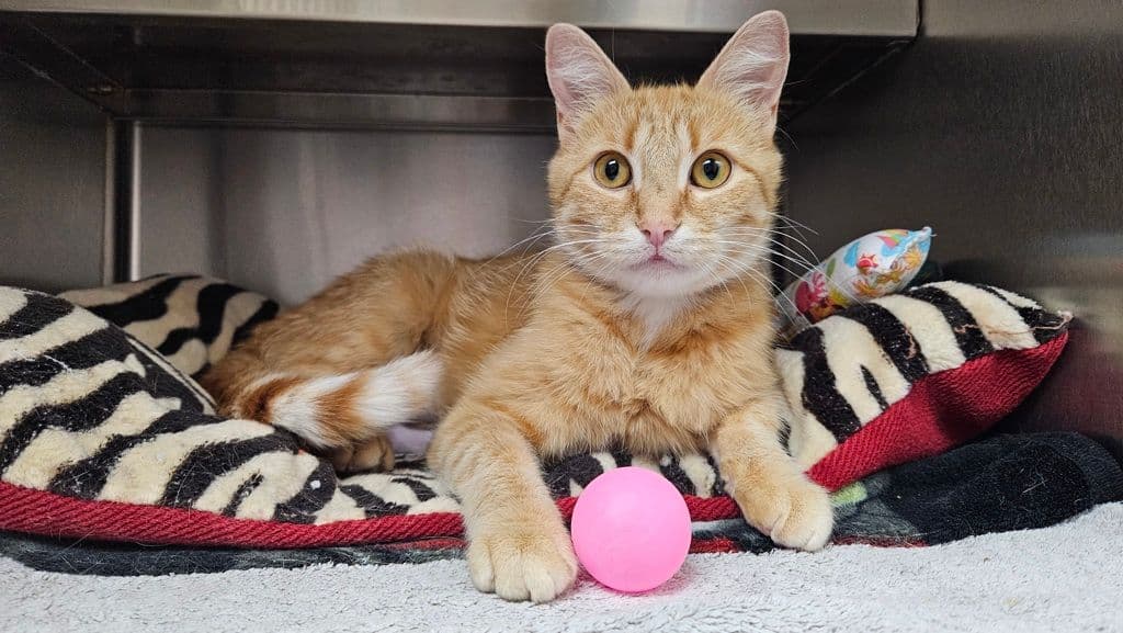 McFlurry - Domestic Short Hair available for adoption