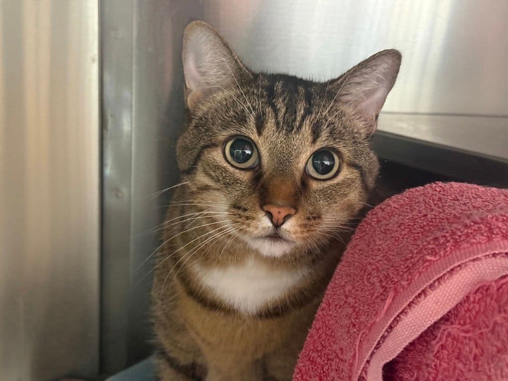 Boomer - Domestic Short Hair cat available for adoption at Edmonton Humane Society in Calgary (1 of 5)