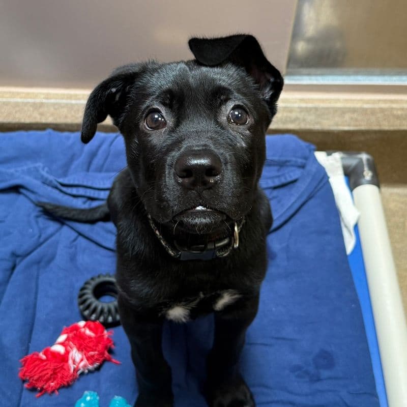 Puma - Mastiff available for adoption