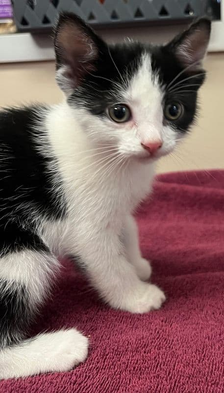 Linetti - Domestic Short Hair available for adoption