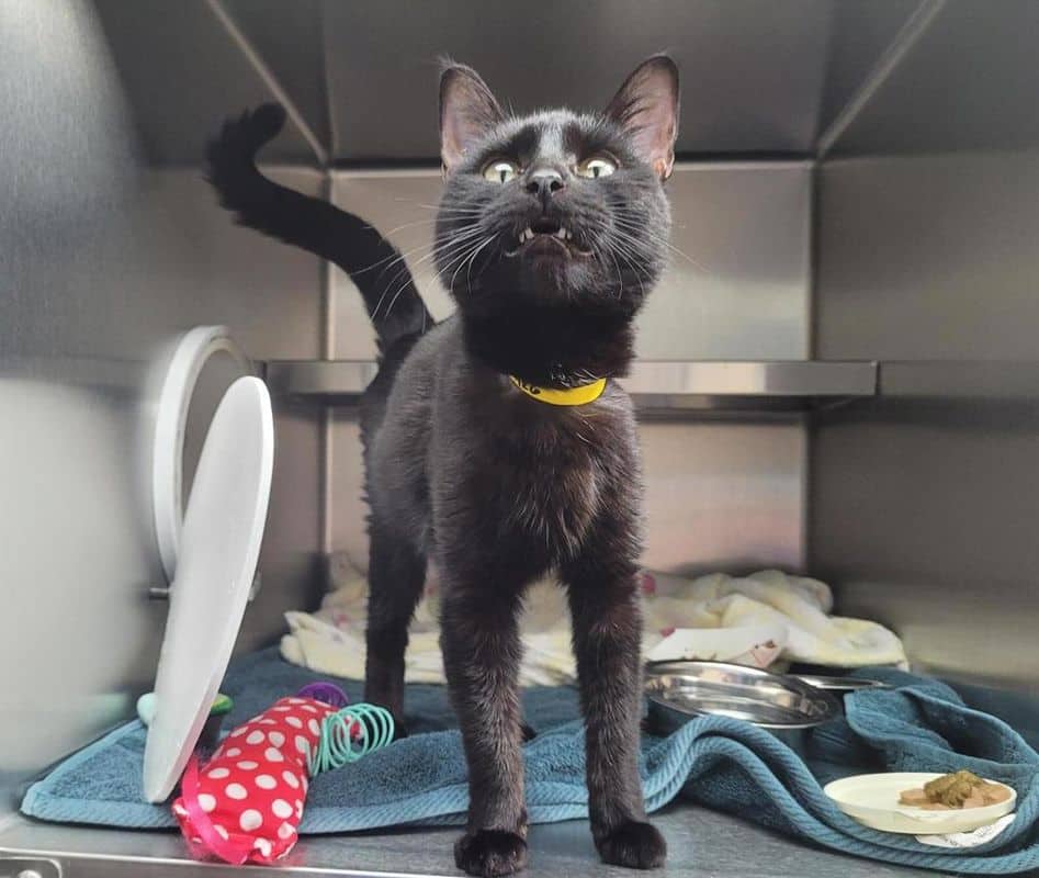 Squirrel - Domestic Short Hair available for adoption