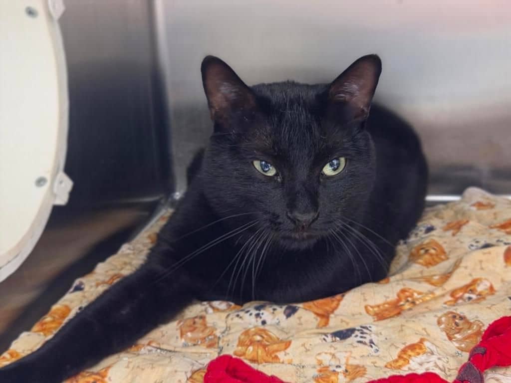 Shadow - Domestic Short Hair available for adoption