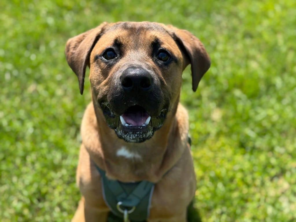 Flamino - Large Cross Breed - American Staffordshire Terrier available for adoption in Alberta