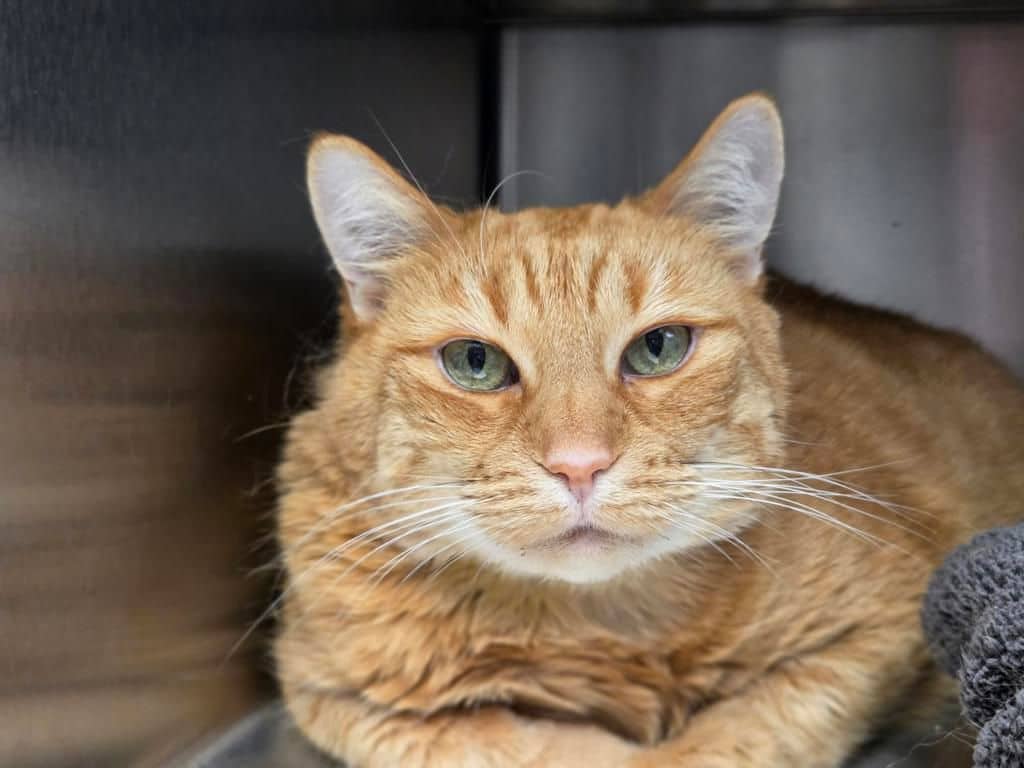 Maron - Domestic Short Hair cat available for adoption at Edmonton Humane Society in Calgary (1 of 7)