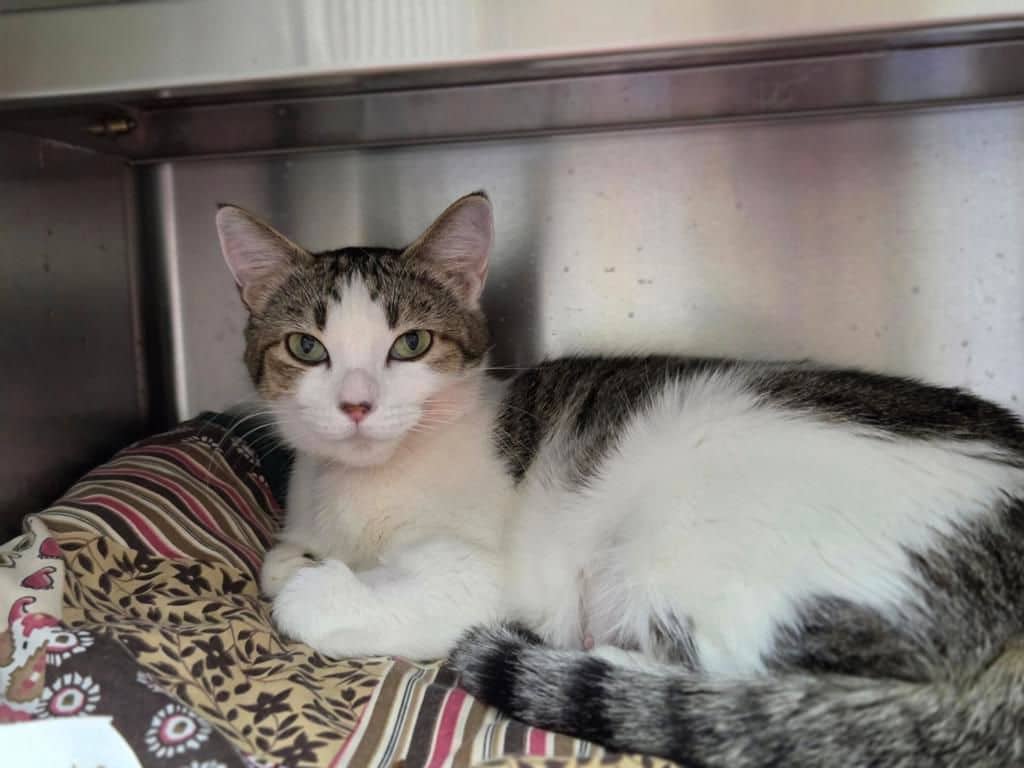 Juno - Domestic Short Hair cat available for adoption at Edmonton Humane Society in Calgary (1 of 7)