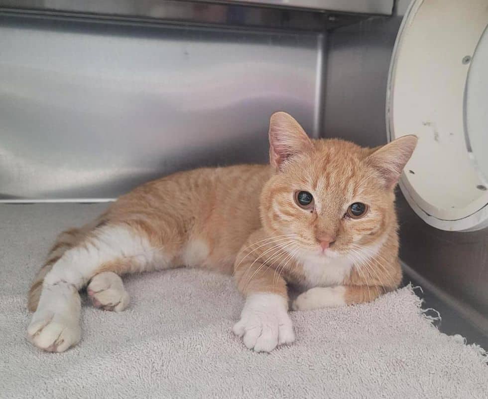 Pelvis: Imos - Domestic Short Hair cat available for adoption at Edmonton Humane Society in Calgary (1 of 4)