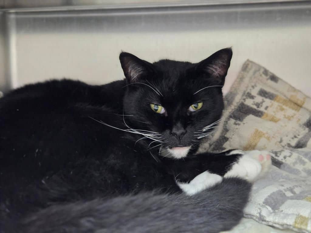 Encore - Domestic Short Hair cat available for adoption at Edmonton Humane Society in Edmonton (1 of 7)
