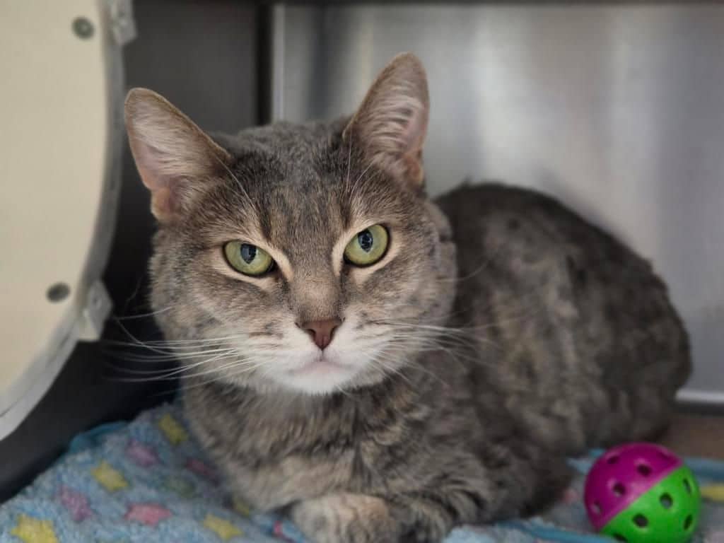 Minnie - Domestic Short Hair available for adoption
