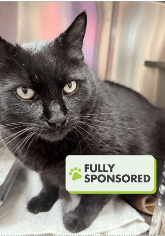 Snickers - Domestic Short Hair available for adoption