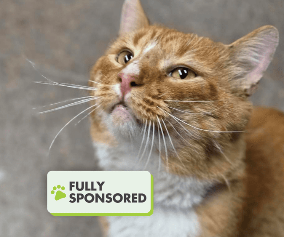 Sunrise - Domestic Short Hair cat available for adoption at Edmonton Humane Society in Calgary (1 of 7)