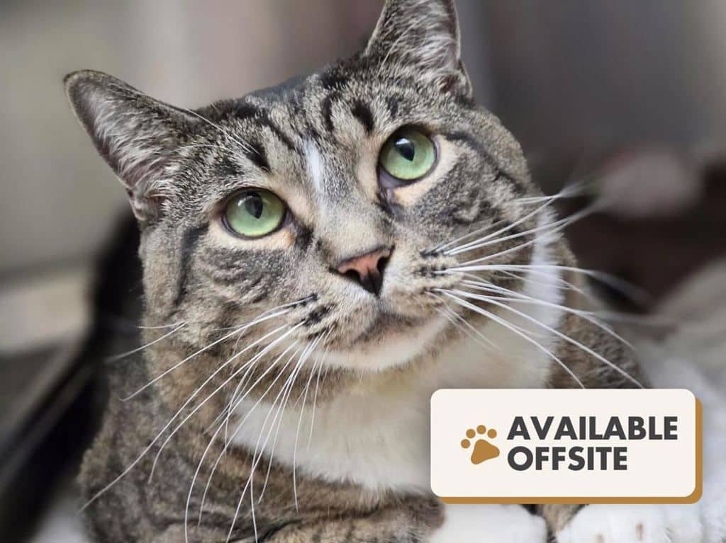 Rosy - Domestic Short Hair available for adoption