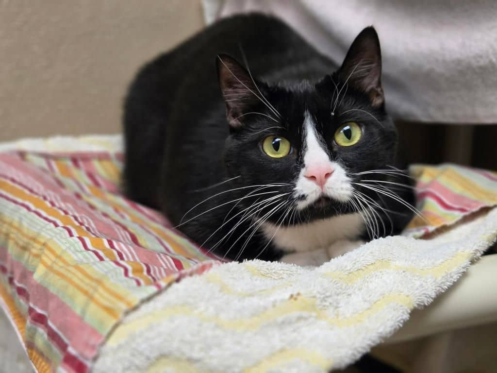 Sonya - Domestic Short Hair available for adoption