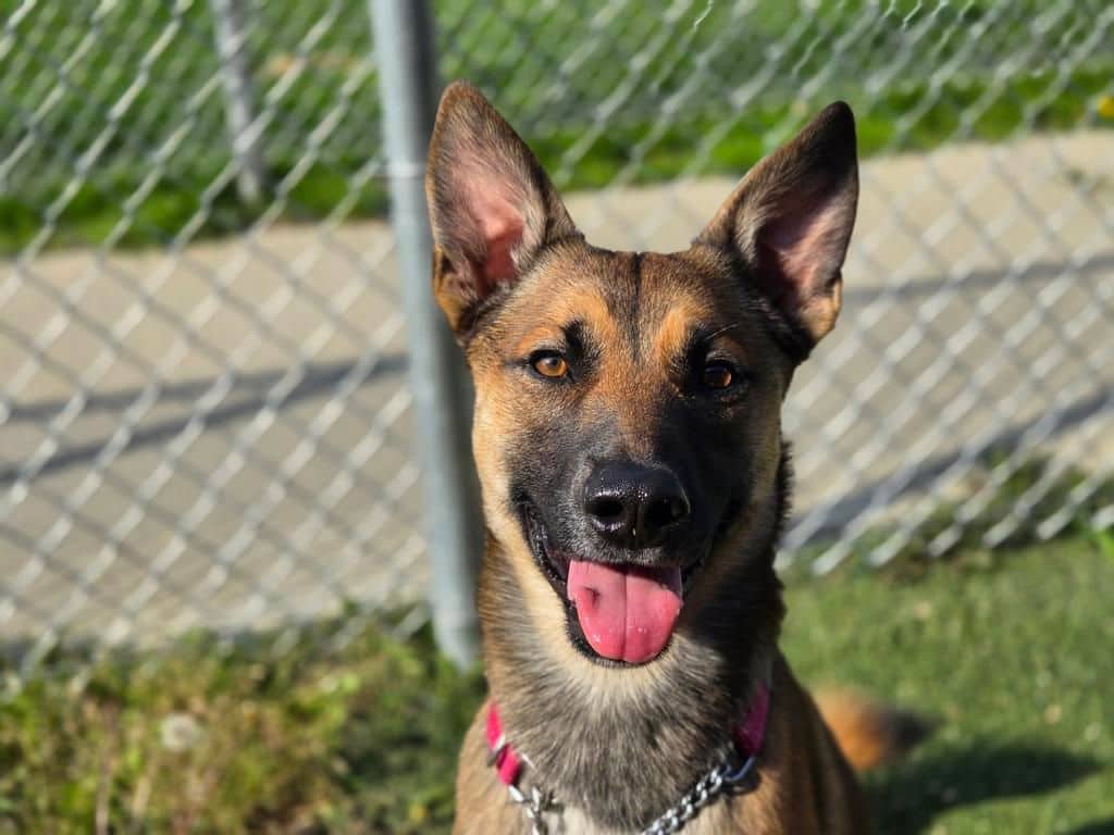Roy - Shepherd available for adoption in Alberta
